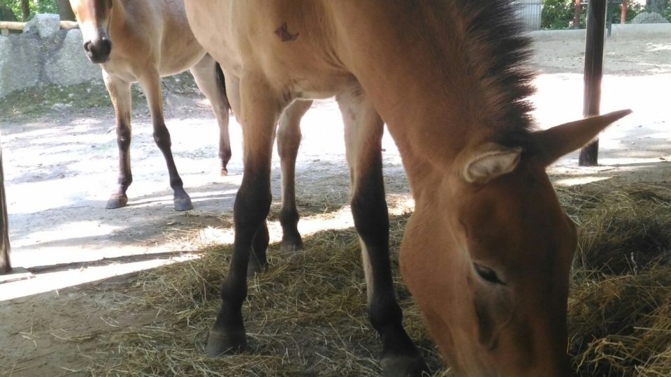 Koně Převalského nově v liberecké zoo