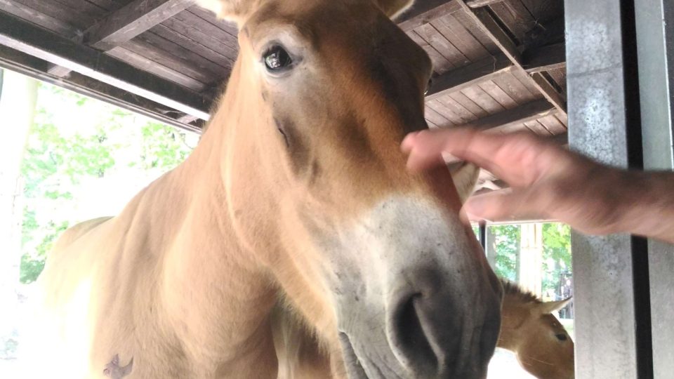 Koně Převalského nově v liberecké zoo