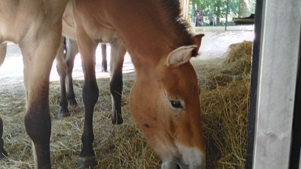 Koně Převalského nově v liberecké zoo
