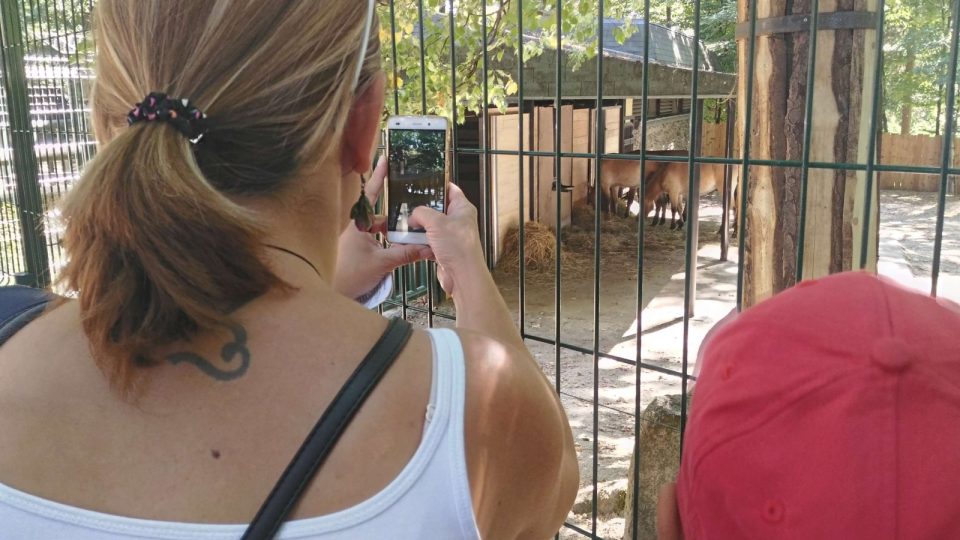 Koně Převalského nově v liberecké zoo