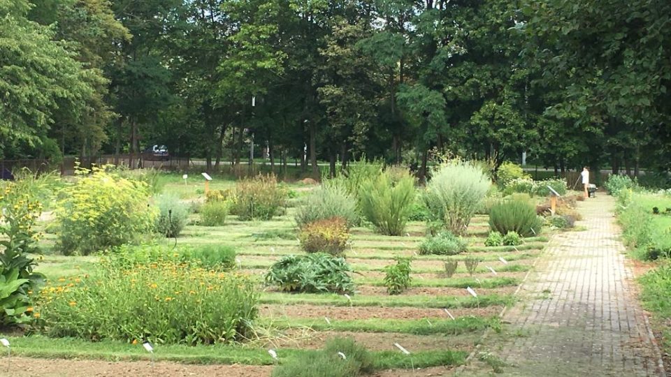 Léčivou zahradu najdete v centru Hradce Králové. Načerpáte v ní nové síly a ještě se mnoho dozvíte 