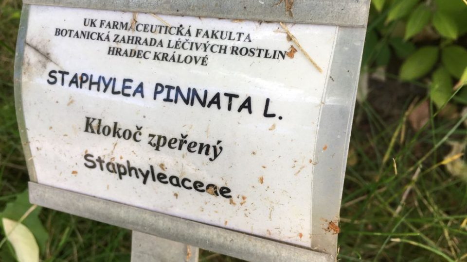 Léčivou zahradu najdete v centru Hradce Králové. Načerpáte v ní nové síly a ještě se mnoho dozvíte 