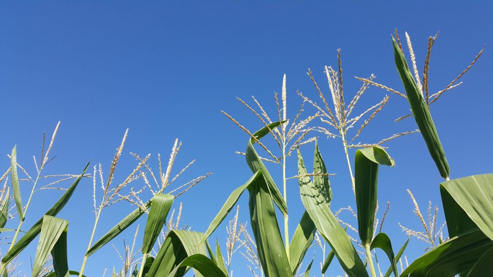 Letní výška kukuřice 