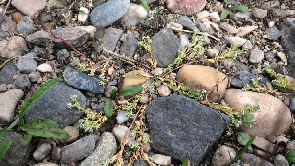Na březích Labe vykvetl vzácný drobnokvět pobřežní. Jde o jediné místo v Česku, kde ještě roste
