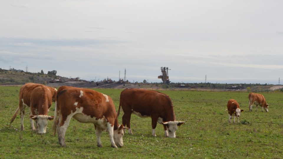 Krávy na šachtě