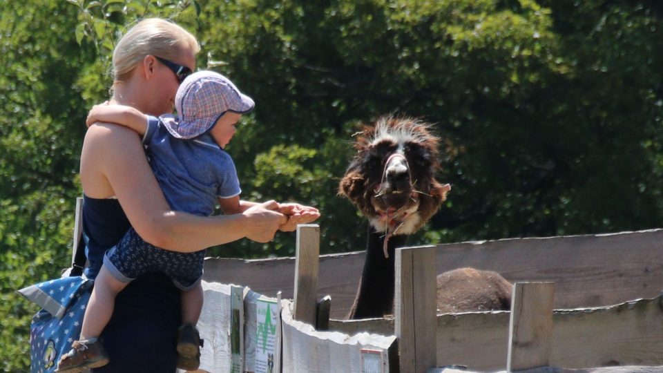 V minifarmě mají různé druhy zvířat