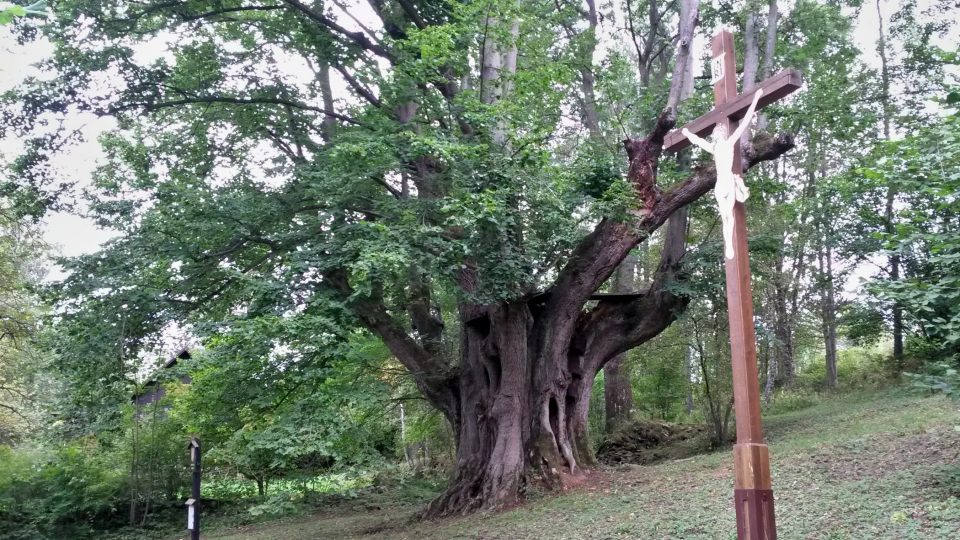 Hadí královna je nemohutnějším stromem Jeseníků