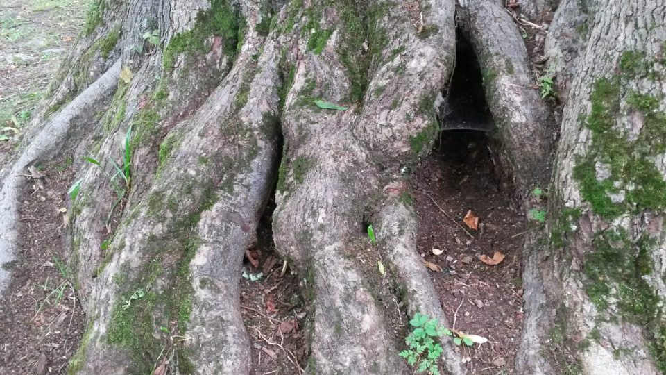 Pod kořeny lípy se možná dodnes skrývá bílý had se zlatou korunkou