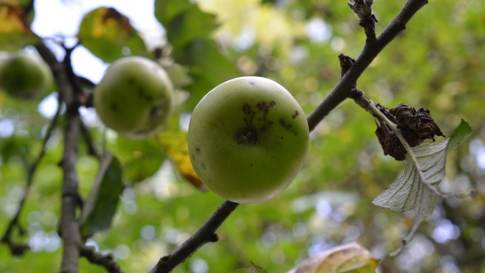 Mošty se vyrábějí nejčastěji z jablek. Je třeba zpracovávat ovoce zdravé