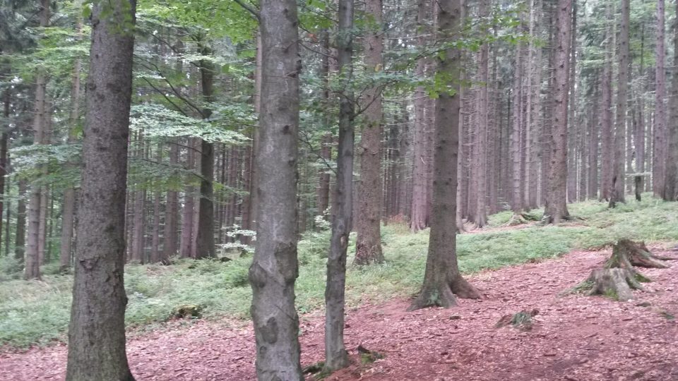 Okolní lesy jsou plné borůvek, na podzim zase hub