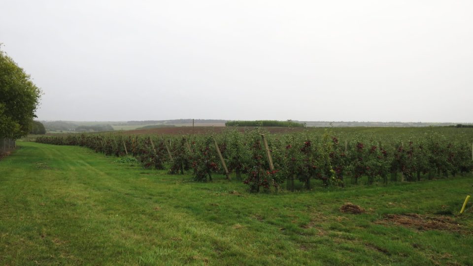 Značená Ovocná stezka je dlouhá asi 4,5 kilometru a vede sady meruněk, višní, třešní a především jabloní