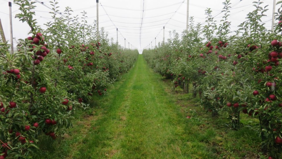 Značená Ovocná stezka je dlouhá asi 4,5 kilometru a vede sady meruněk, višní, třešní a především jabloní