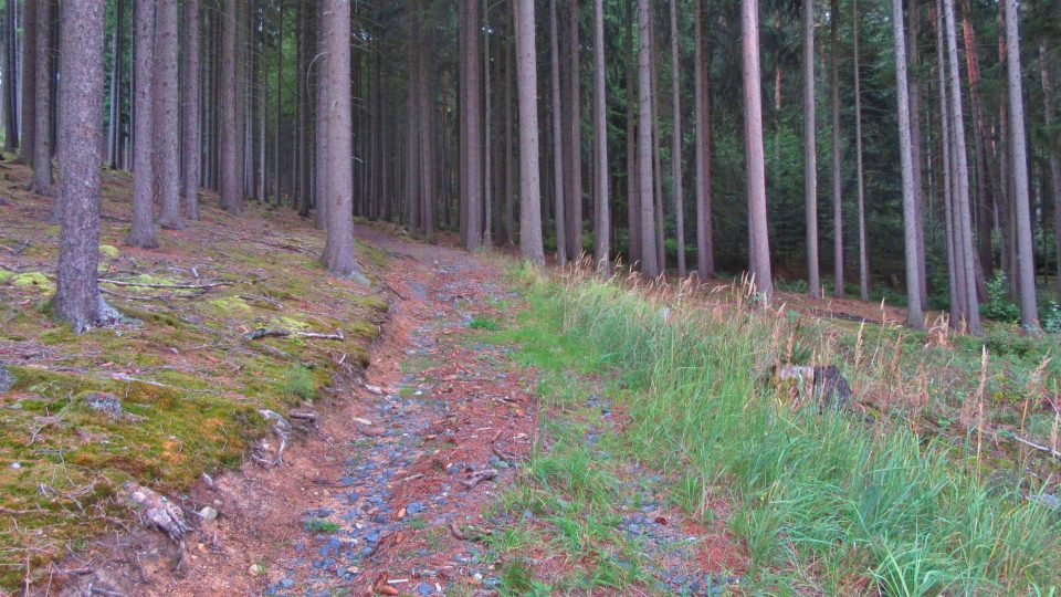 Cesta ke studánce