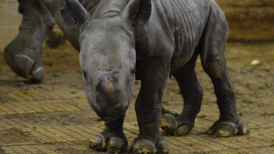  45. nosorožec dvourohý v ZOO Dvůr Králové:je holka