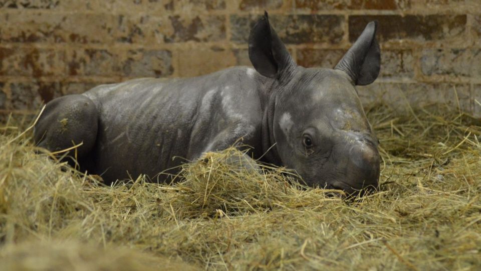  45. nosorožec dvourohý v ZOO Dvůr Králové:je holka