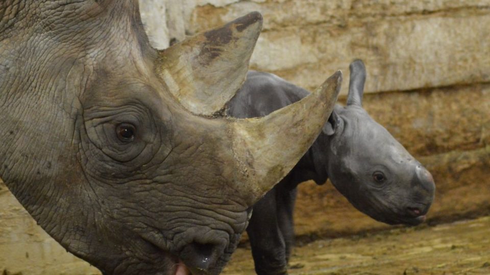  45. nosorožec dvourohý v ZOO Dvůr Králové:je holka