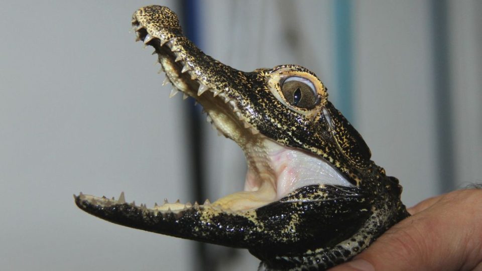 Mláďata krokodýlů čelnatých mají za sebou čipování. Zoologové jim vystavili něco jako "rodný list" 