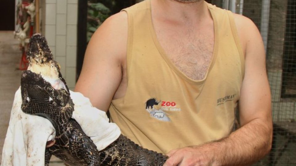 Mláďata krokodýlů čelnatých mají za sebou čipování. Zoologové jim vystavili něco jako "rodný list" 
