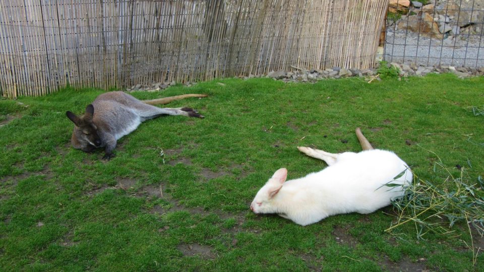 Bílý klokan je albín a vlevo je jeho normální kolega