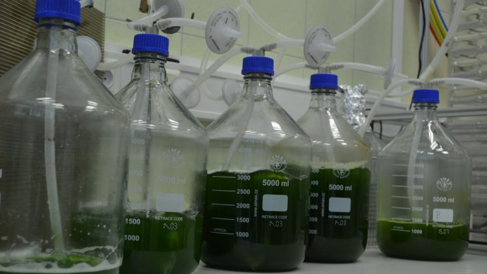 V Mostku na Trutnovsku se v unikátní továrně pěstují sladkovodní řasy. Rostou v bioreaktorech, které jsou první svého druhu na světě