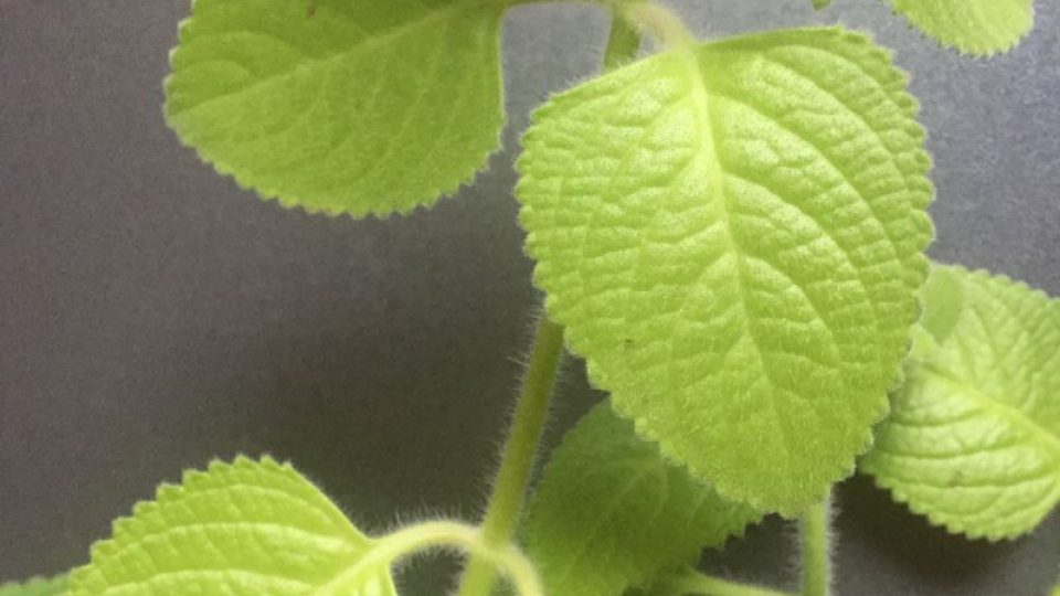 Nenápadná zelená rostlinka je zdatným pomocníkem při boji s rýmou. Recept na rýmovníkový čaj