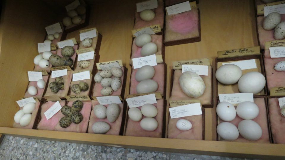 Součástí zoologické podsbírky je také kolekce ptačích vajec