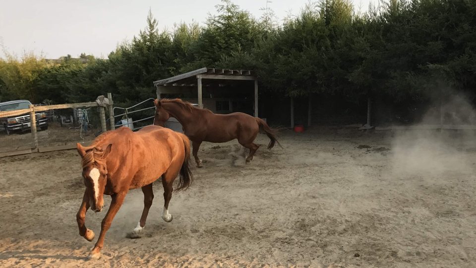 Koně, které Susan Hornsteinová zachránila před porážkou