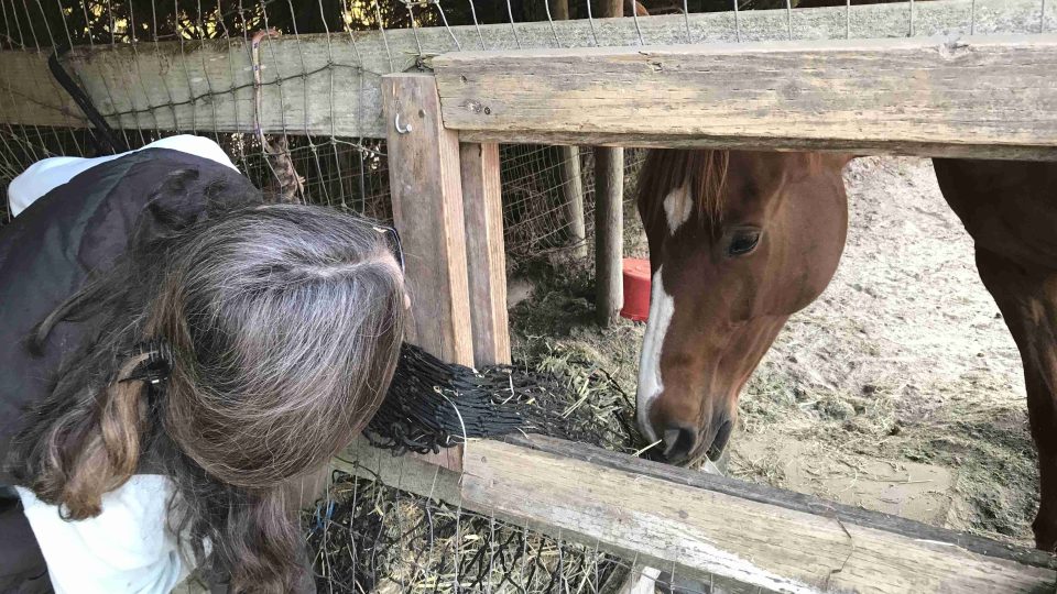 Farmářka Susan Hornsteinová při krmení jednoho z koní, kterým poskytla azyl