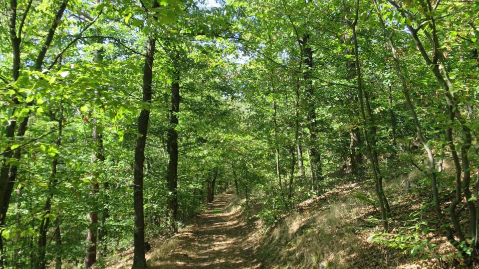 Cesta po vrstevnici Vinice je příjemná a vede podél celého masivu