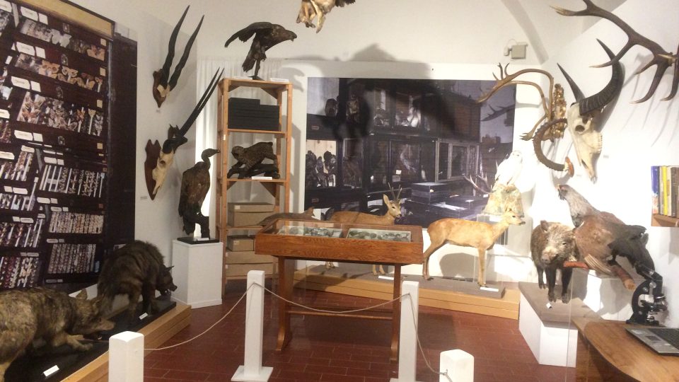 Na výstavě ke 120 letům otevření muzeum ukazuje i část přírodovědné sbírky