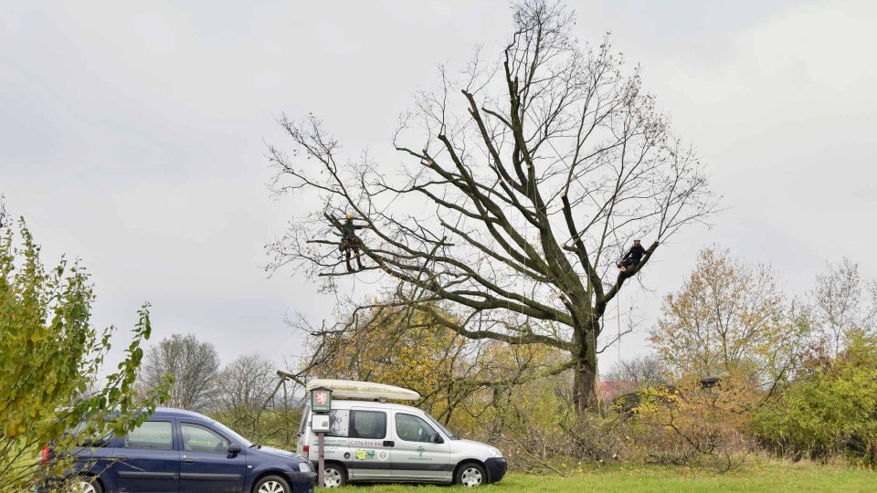 Arboristé v koruně památného dubu u Kunína