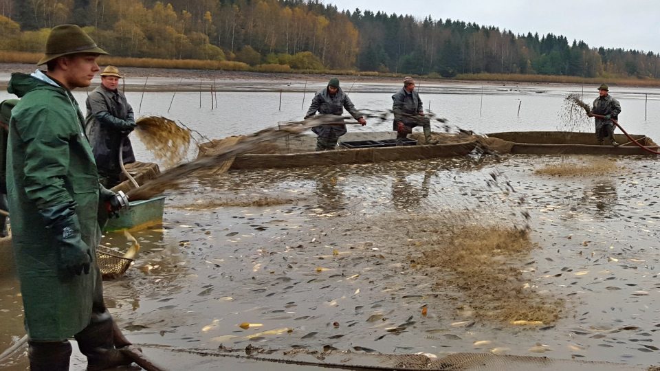 Výlov Dolejšího padrťského rybníku v Brdech