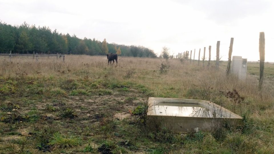 První z nových zubřích samic ve výběhu v Milovicích