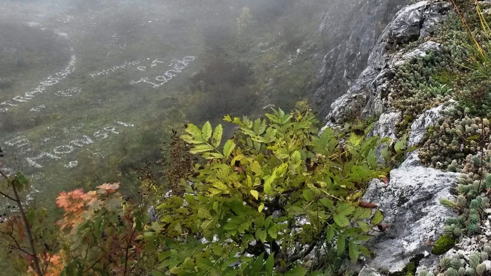 Útočiště zde našly nejrůznější druhy rostlin a živočichů