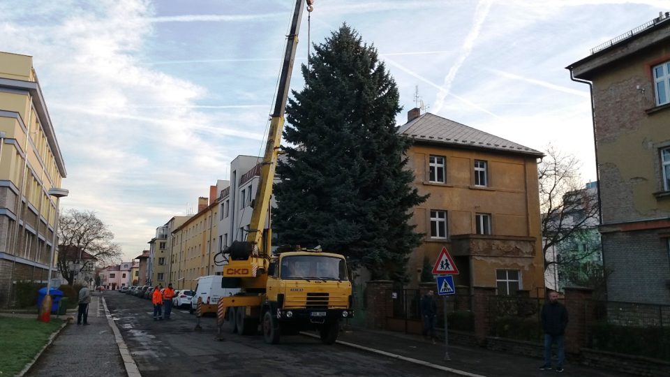 Kácení vánočního stromu v Jiráskových sadech v Kutné Hoře