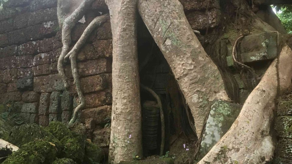 Staleté stromy paradoxně prastaré chrámové stavbě pomáhají, aby nespadla
