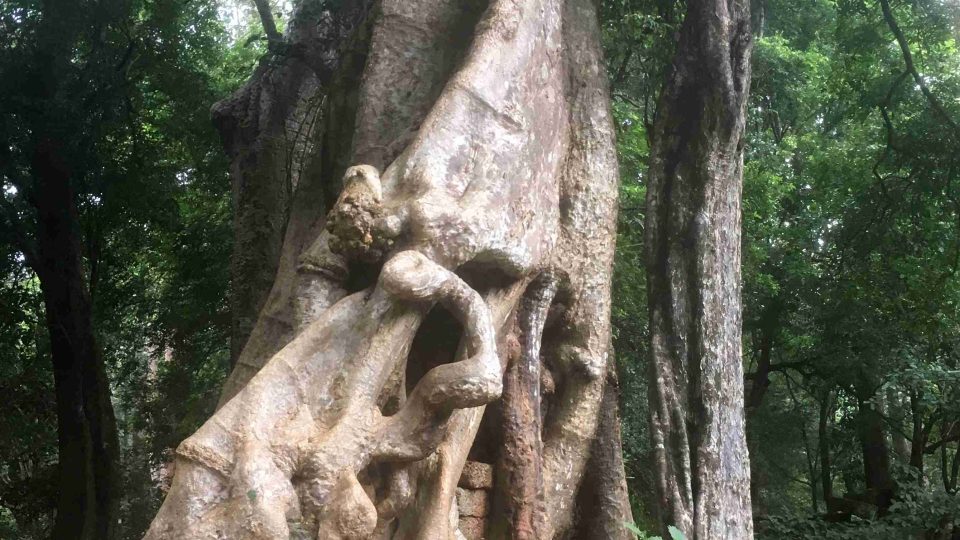 Některé stromy jsou i stovky let staré