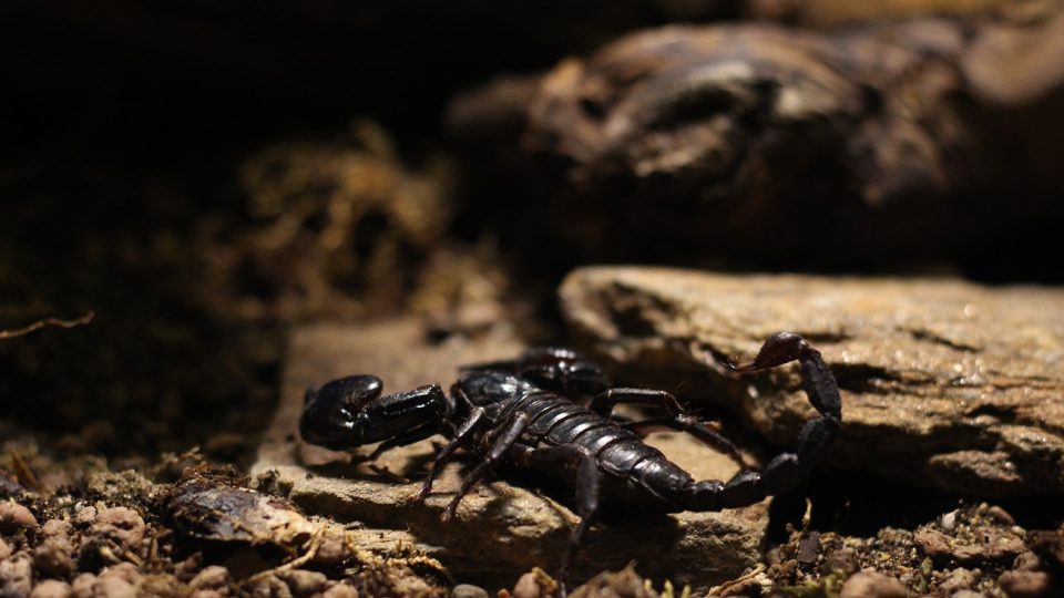 V teráriu je možné chovat i štíra