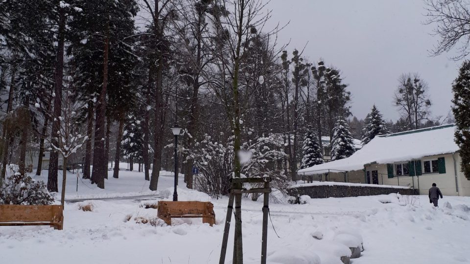 Strom Lidumil připomíná potřebu konání dobra