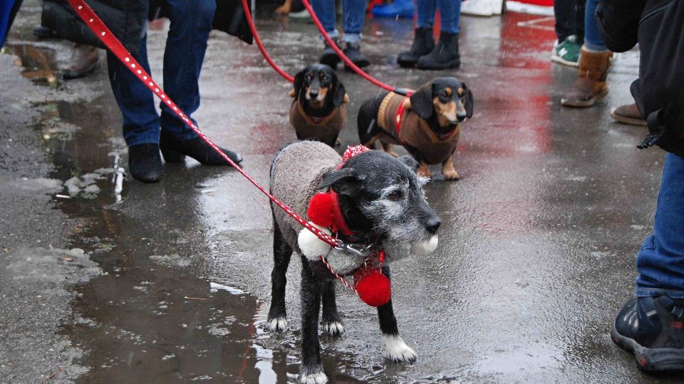 V nevlídném počasí psi svetry ocenili i z praktických důvodů