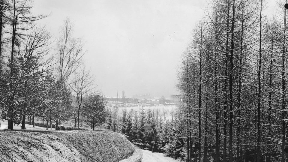 Plzeň-Lochotín, lesík v zimě