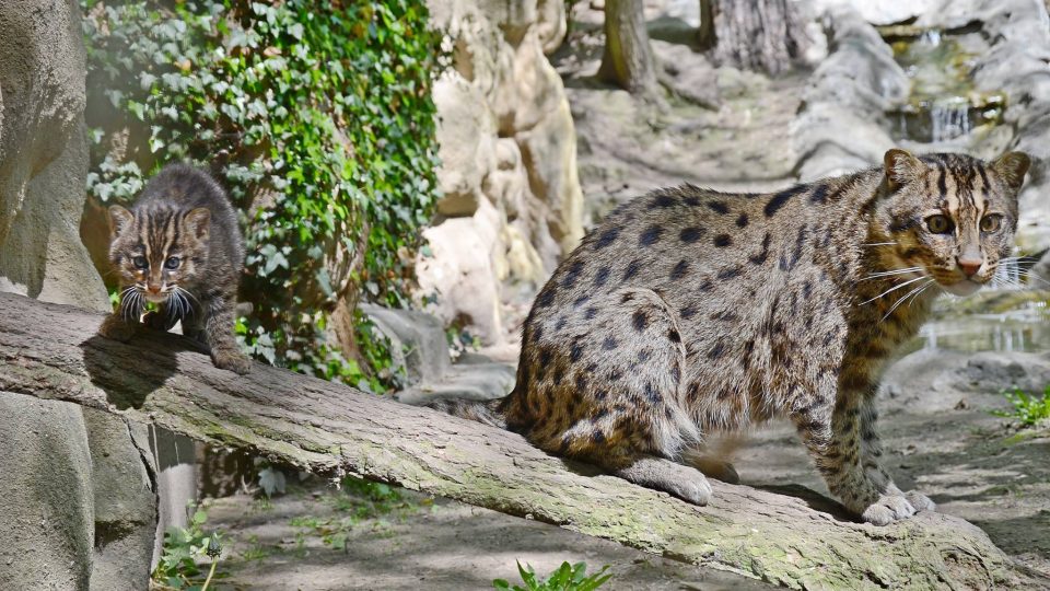 Návštěvníci Zoo Děčín se mohou těšit na další mláďata kočky rybářské