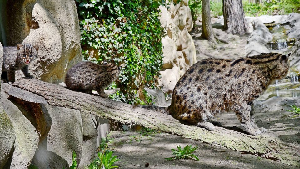 Návštěvníci Zoo Děčín se mohou těšit na další mláďata kočky rybářské