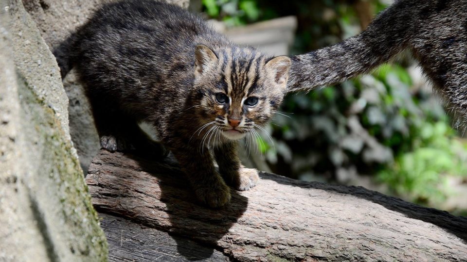 Návštěvníci Zoo Děčín se mohou těšit na další mláďata kočky rybářské