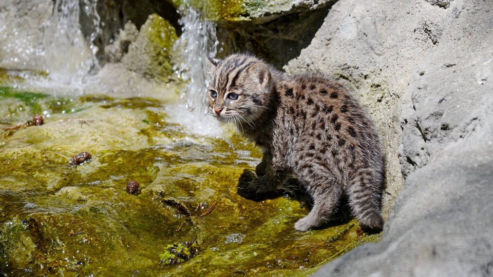 Návštěvníci Zoo Děčín se mohou těšit na další mláďata kočky rybářské