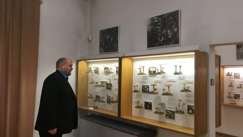 Podle ředitele teplického muzea Radka Spály je sbírka modelů hub v Krupce unikátní. Houby jsou jako živé a podobnou sbírku má už jen Národní muzeum