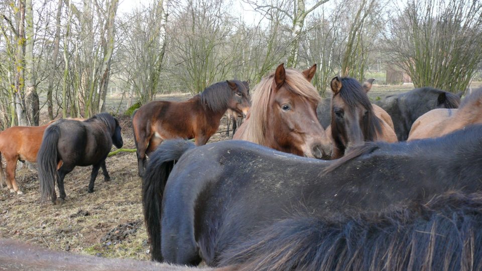 Huculských koní je v Cunkově víc jak 40