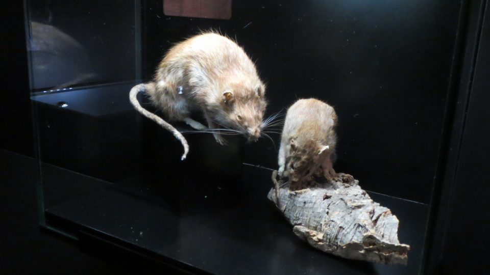 Kdo nenarazí na krysy přímo v kanále, může si je prohlédnout v jedné z vitrín muzea