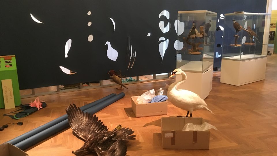 Příprava výstavy „Milování v přírodě“ v ústeckém muzeu