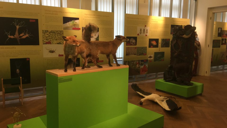 Příprava výstavy „Milování v přírodě“ v ústeckém muzeu
